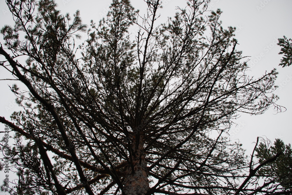 The top of a tall pine. Against the background of a white sky, almost entirely covered with white cumulus clouds, a tall pine tree with spreading branches and green needles grows. The top of a tall pine. Against the background of a white sky, almost entirely covered with white cumulus clouds, a tall pine tree with spreading branches and green needles grows.