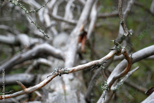 Fallen tree branches in the forest. In a pine forest on the ground lies a long-fallen tall pine tree. She has long curved branches without bark and needles. The branches have turned white with time.