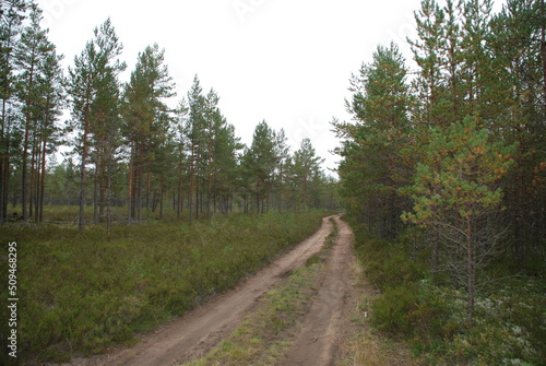 Sandy road in a coniferous forest. Among pine trees with brown trunks and green crowns there is a sandy forest road going into the distance around the bend. Grasses and moss grow along the road. © Andrew_Swarga