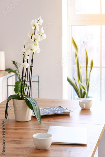 Beautiful orchid flower, cu...