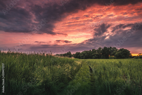sunset over the field