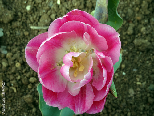 Corolla di tulipano rosa, primo piano photo