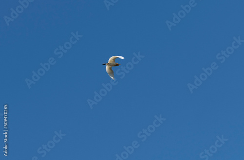 Cattle Egret (Bubulcus ibis) flying