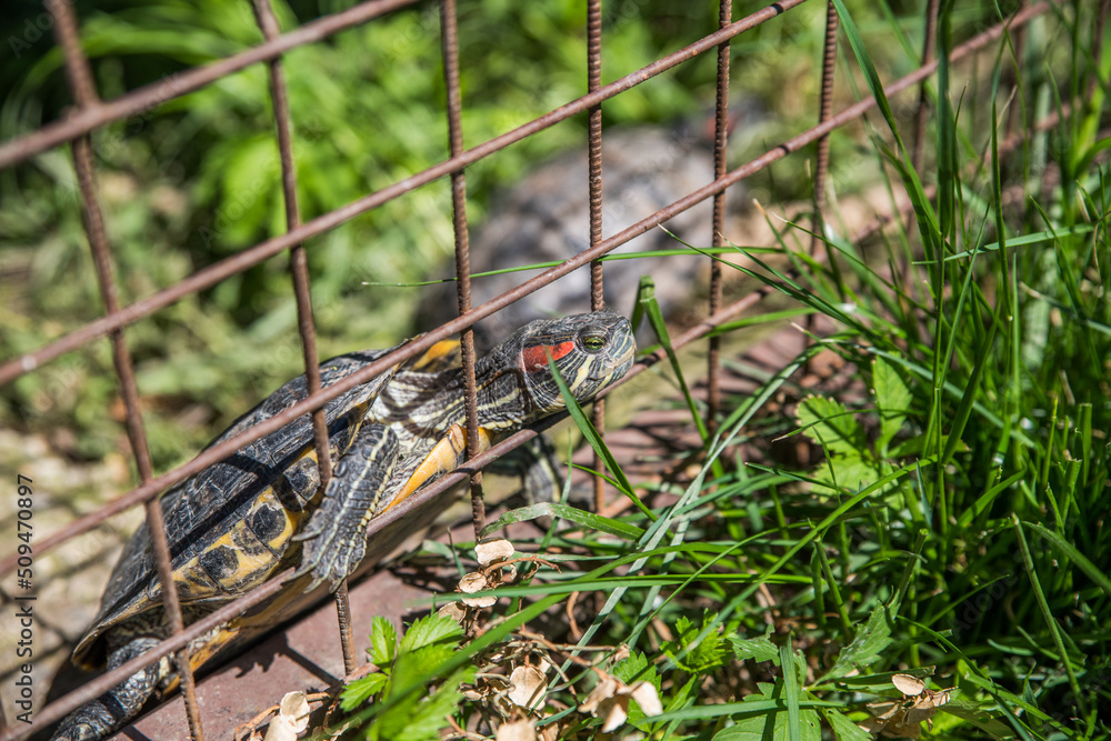The turtle is trying to escape from behind the bars.