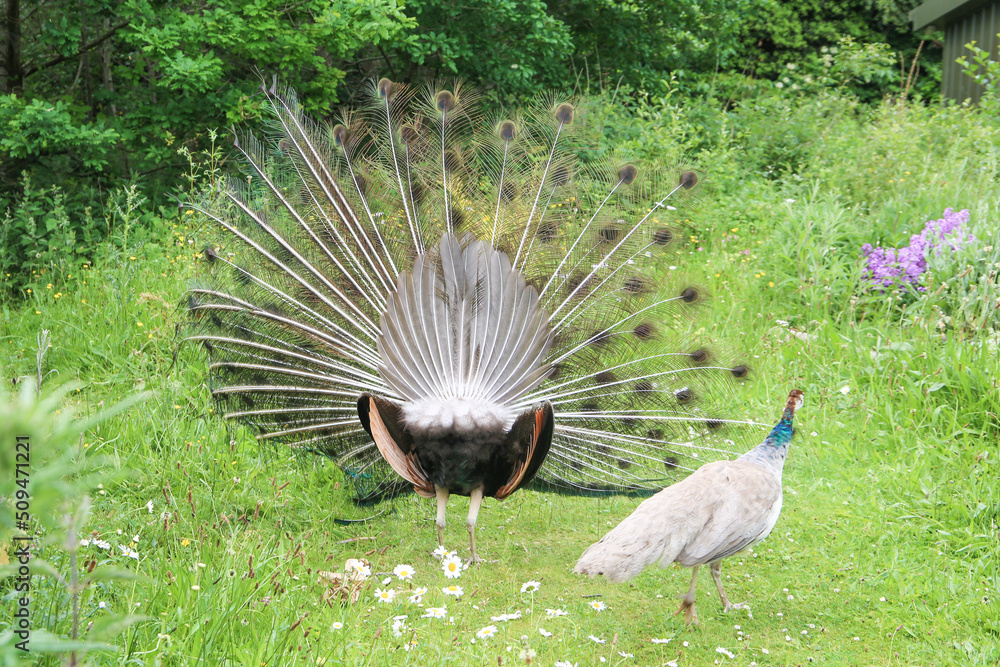 Obraz premium peacock peahen courtship