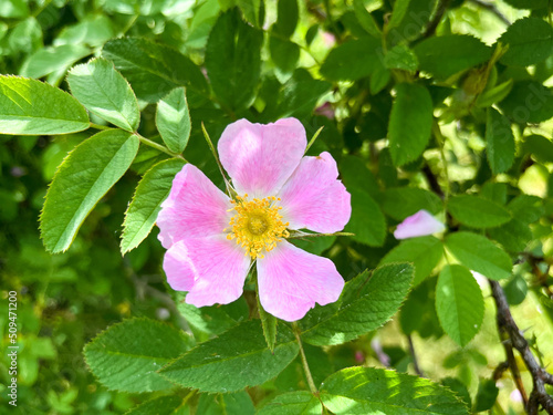 Dog rose  Rosa canina  or red-brown rose  Rosa rubiginosa  flower close-up