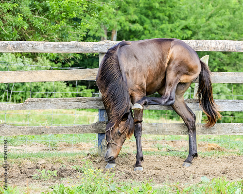 A bay yearling Thoroughbred filly scratching her ear with a hind leg as she stands along a fence.  She has face flies around her eye.