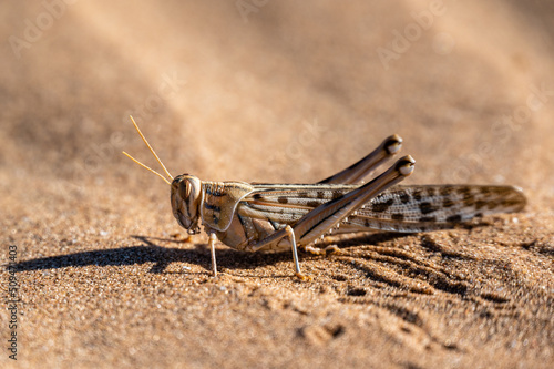 side profile of a grasshopper in desert sand photo