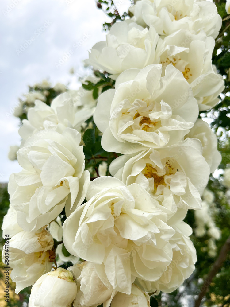 Beautiful rose bush (Rosa spinosissima) with white flower petals close-up