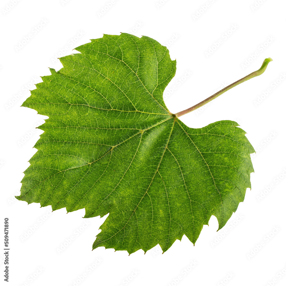 Fototapeta premium Grape leaf isolated on white background with clipping path