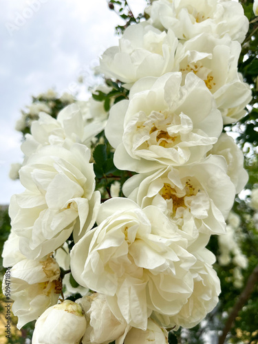 Beautiful rose bush (Rosa spinosissima) with white flower petals close-up photo