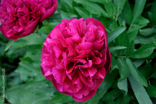 bush with red peonies  close-up as a texture for background