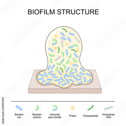 biofilm structure. Bacterial cell colony photo
