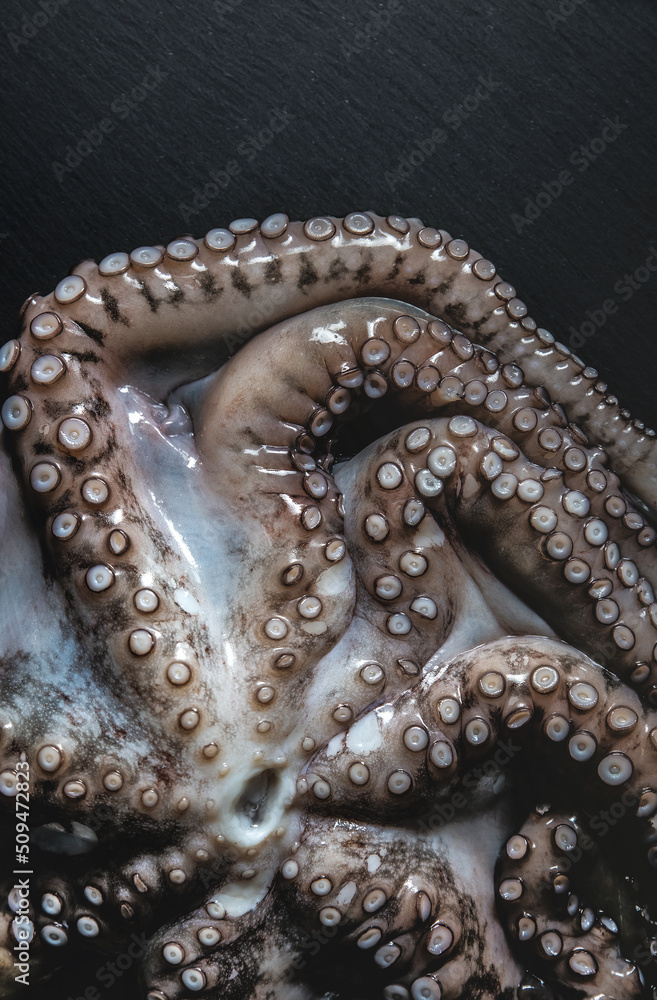 Obraz premium Octopus on a black cutting board. Tentacles with suction cups. Fresh Seafood and Cooking. Close-up, selective focus