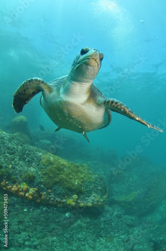 turtle, jellyfish, ocean, nature, ocean marine, water, blue world, underwater photography, scubadive 