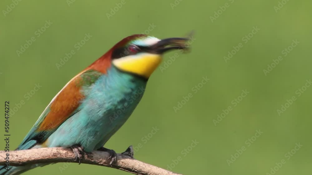 European Bee-Eater Merops Apiaster Sitting On The Branch European Bee-Eater Merops Apiaster Sitting On The Branch