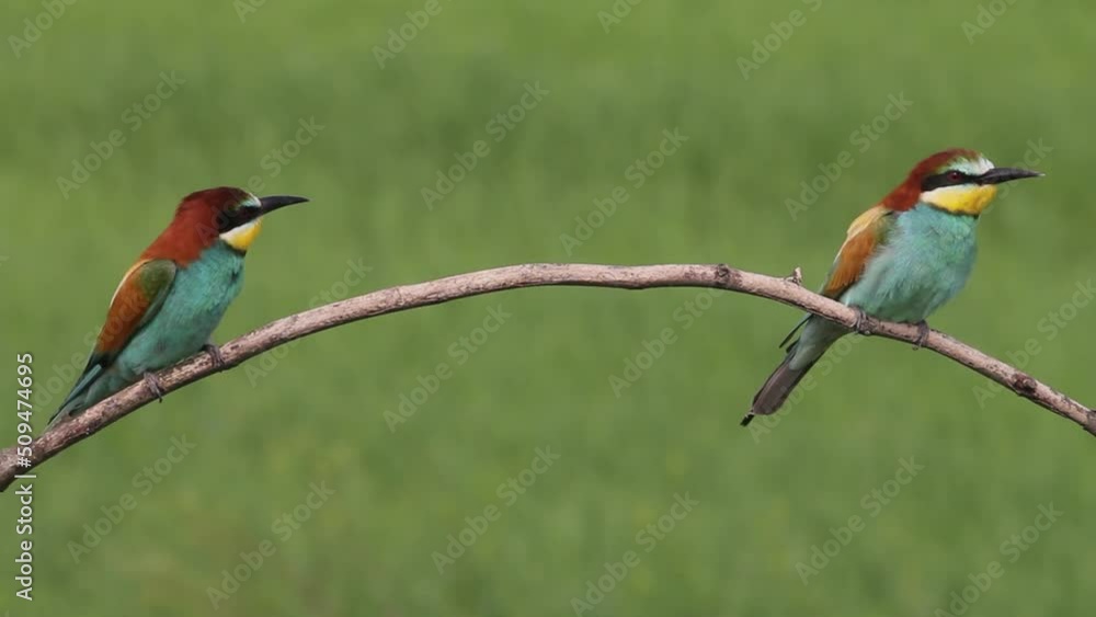 European Bee-eater Merops Apiaster sits on a tree branch European Bee-eater Merops Apiaster sits on a tree branch