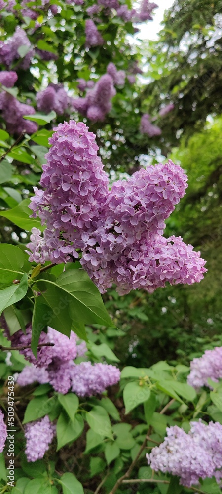 Obraz premium Lilac