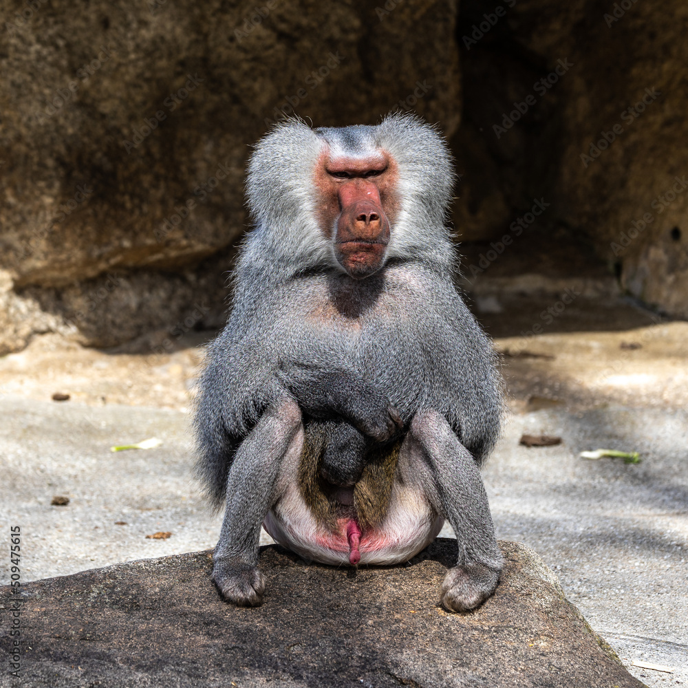 The hamadryas baboon, Papio hamadryas is a species of baboon The hamadryas baboon, Papio hamadryas is a species of baboon