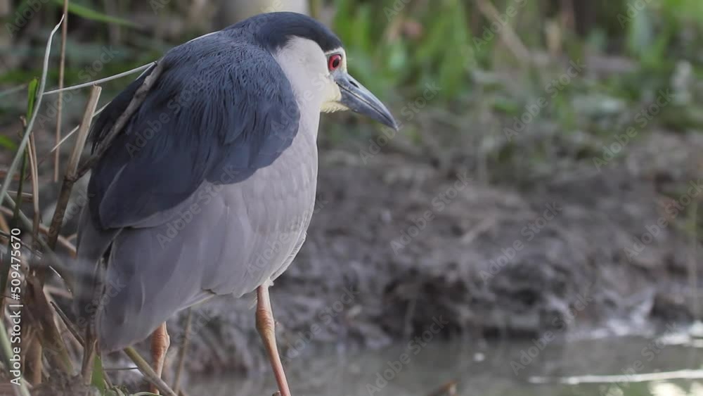 Black-crowned Night Heron Nycticorax nycticorax watching the shores of a lake Black-crowned Night Heron Nycticorax nycticorax watching the shores of a lake