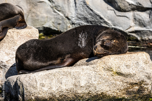 The South American sea lion, Otaria flavescens in the zoo
