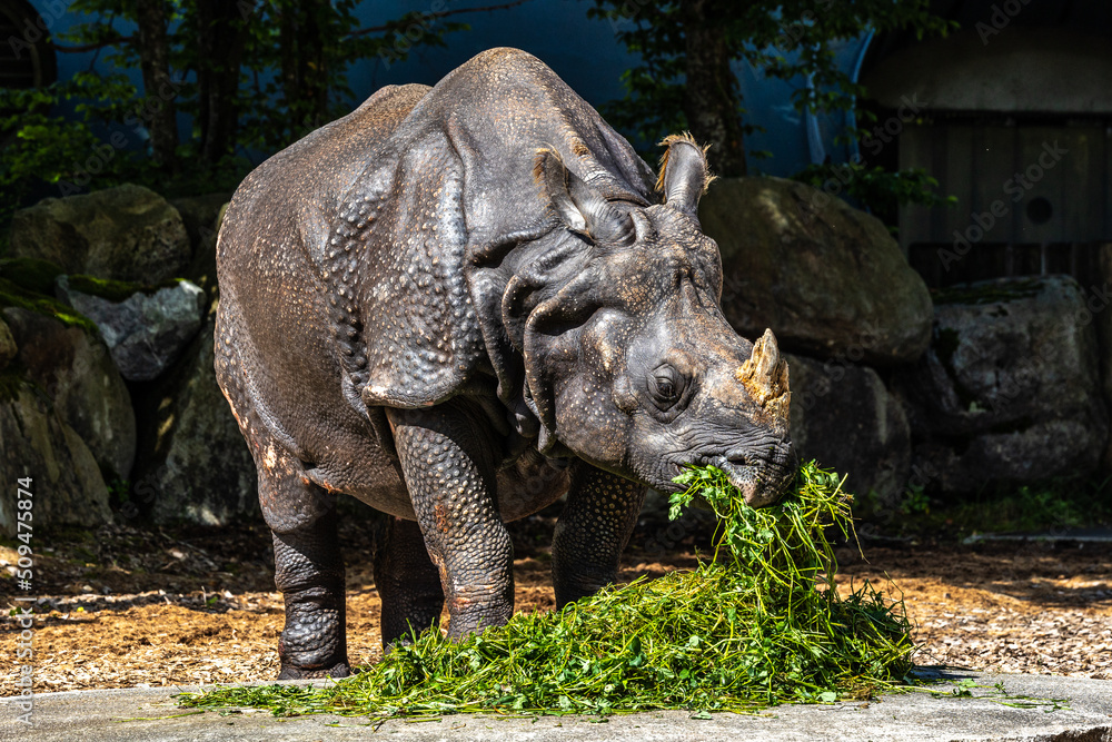 The Indian Rhinoceros, Rhinoceros unicornis aka Greater One-horned Rhinoceros