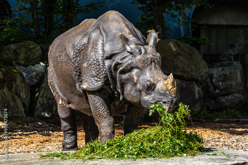 The Indian Rhinoceros  Rhinoceros unicornis aka Greater One-horned Rhinoceros