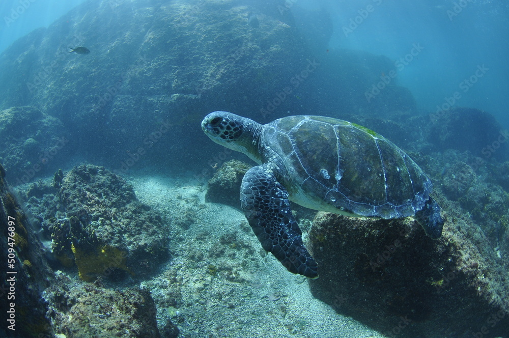 Fototapeta premium OCEAN BLUE