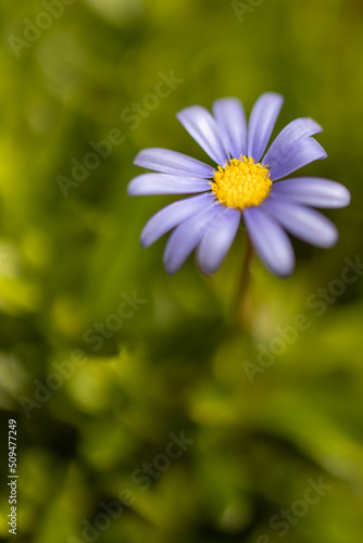 daisy flower closeup