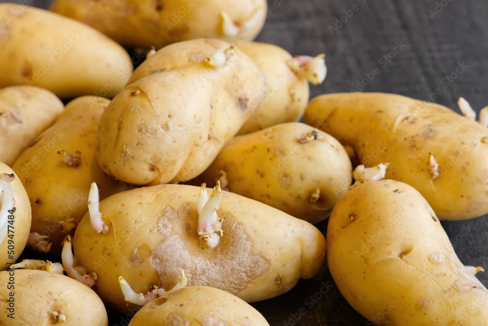 Sprouted potatoes. Macro shot of seed potatoes with sprouts. root crops for planting. Agriculture and farming. close up Sprouted potatoes. Macro shot of seed potatoes with sprouts. root crops for planting. Agriculture and farming. close up