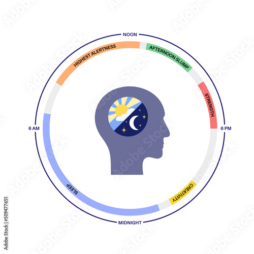 Sleep wake cycle