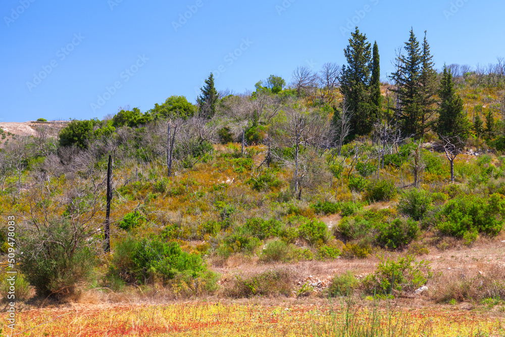 Summer landscape of Zakynthos, Greek island Summer landscape of Zakynthos, Greek island