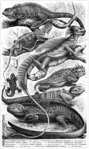 Various lizards (Lacertidae). Publication of the book 