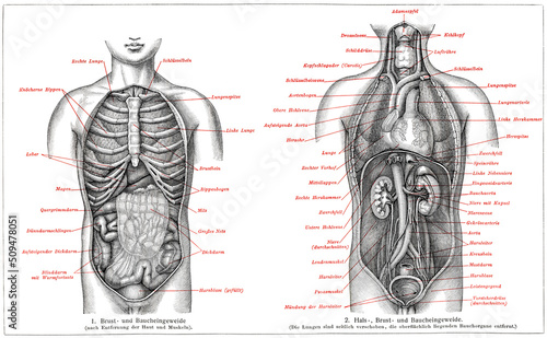Human internal organs. Publication of the book "Meyers Konversations-Lexikon", Volume 2, Leipzig, Germany, 1910