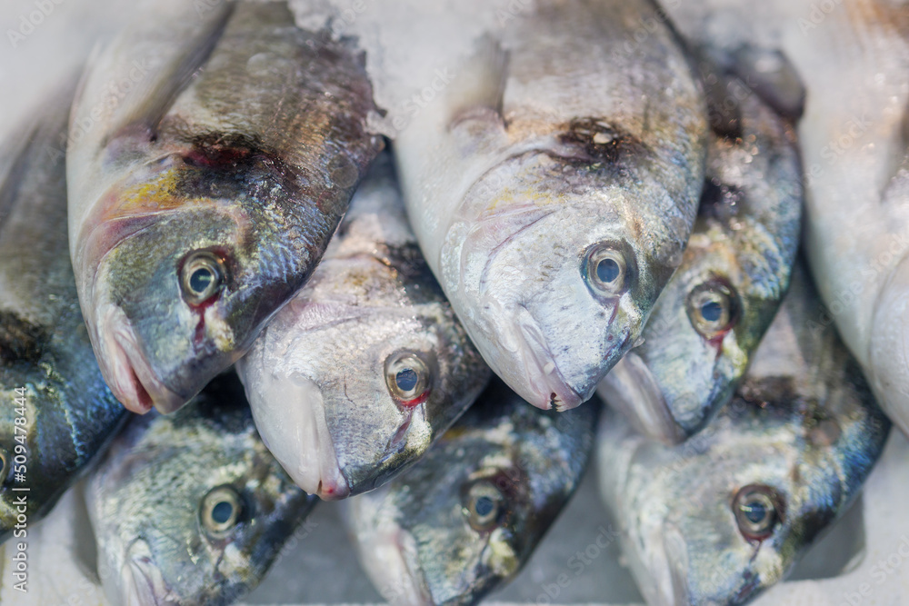 Fresh fish on ice at the fishmongers counter in a fish market. Fresh fish on ice at the fishmongers counter in a fish market.