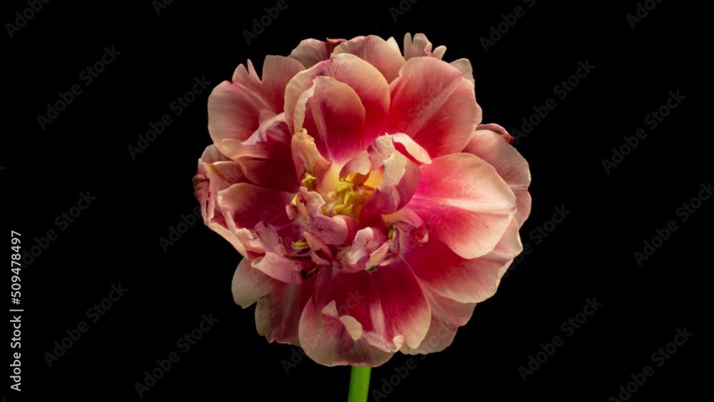 Top View Growing red Bud Tulip Flower. Amazing Beautiful Blooming Plant in Timelapse. Lovely Romantic and Natural Backdrop Wedding Decoration Flower in Growing Process Closeup 4k, Valentine's Day love Top View Growing red Bud Tulip Flower. Amazing Beautiful Blooming Plant in Timelapse. Lovely Romantic and Natural Backdrop Wedding Decoration Flower in Growing Process Closeup 4k, Valentine's Day love