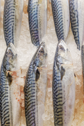 Fresh fish on ice at the fishmongers counter in a fish market.