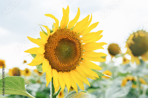 Blooming golden sunflower in a yellow field on a sunny day. This crop is grown in Ukraine for human consumption or for oil production. High yields. Rural field landscape.