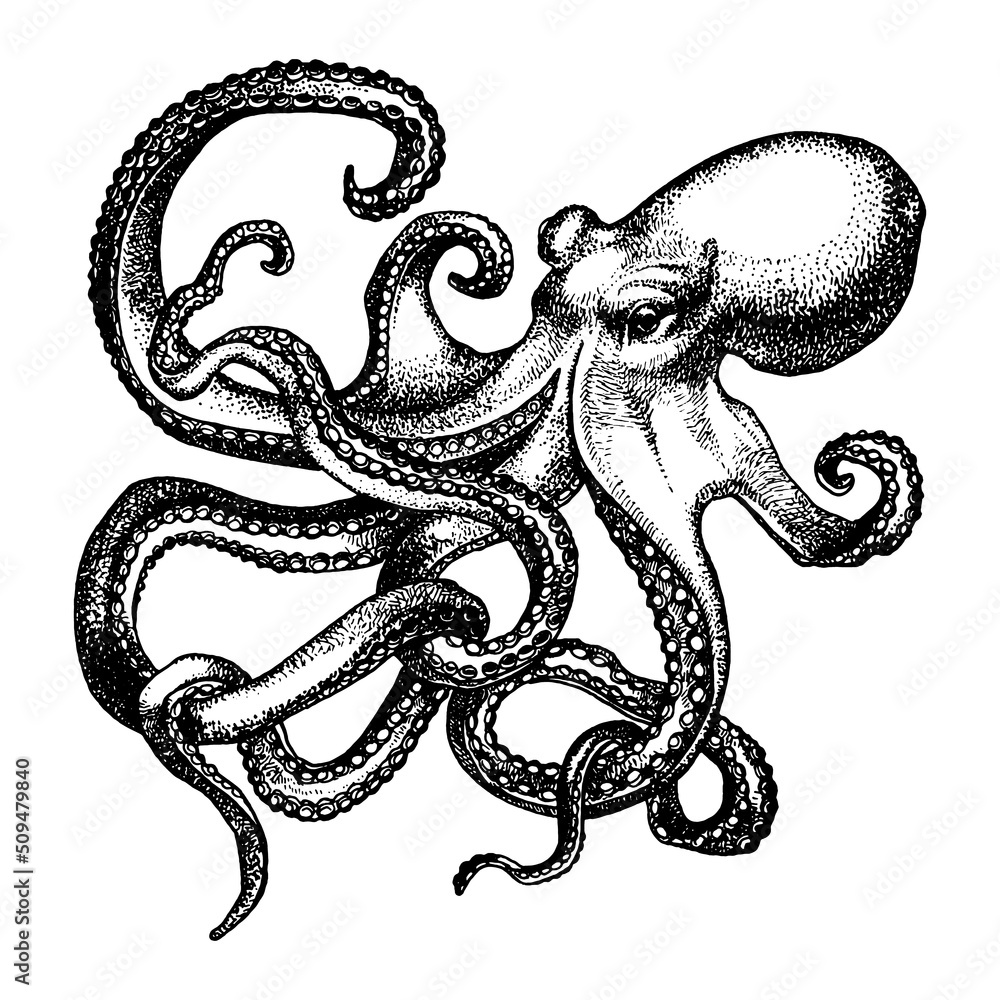 Octopus ink sketch. Isolated on white background. Hand drawn vector