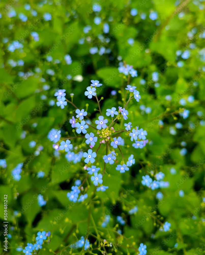 blue flowers in the forest blue flowers in the forest