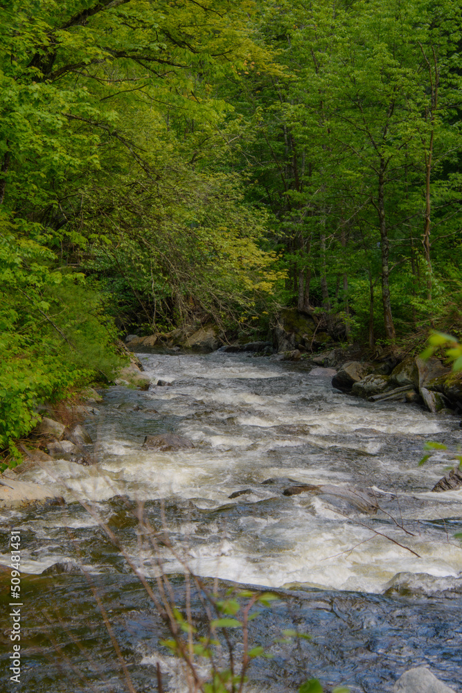 In summer, beautiful river in the Canadian forest in the province of Quebec In summer, beautiful river in the Canadian forest in the province of Quebec