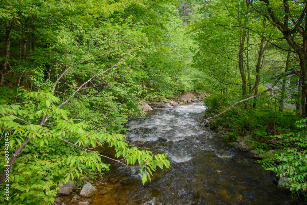 In summer, beautiful river in the Canadian forest in the province of Quebec In summer, beautiful river in the Canadian forest in the province of Quebec