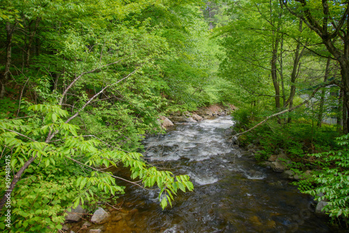 In summer, beautiful river in the Canadian forest in the province of Quebec