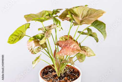 Syngonium Pink Allusion potted plant over grey photo