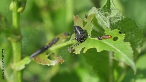 Wallpaper Mural Black larvae eat the leaves of the tree. Black worms on tree leaves Torontodigital.ca