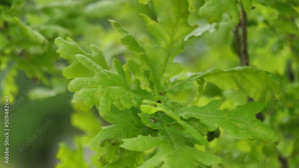 Oak leaves new and airy. Oak leaves move in the wind Oak leaves new and airy. Oak leaves move in the wind