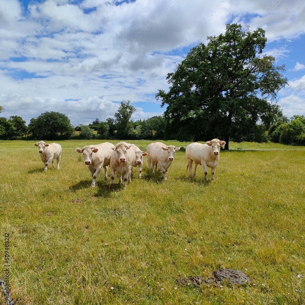 cows on a meadow