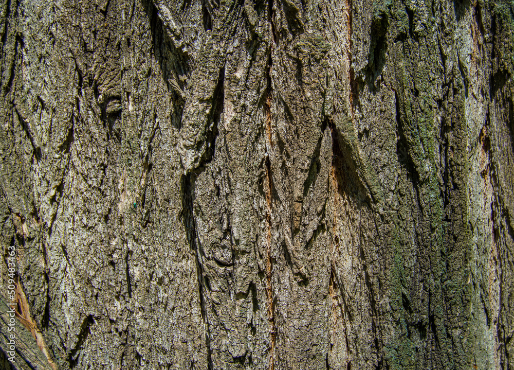 Deeply striated old acacia bark like a canyon Deeply striated old acacia bark like a canyon