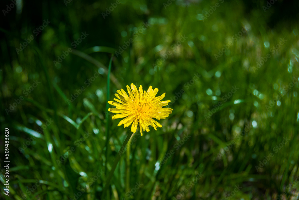 Yellow lonely dundelion on a background of a green grass. Background picture. Yellow lonely dundelion on a background of a green grass. Background picture.
