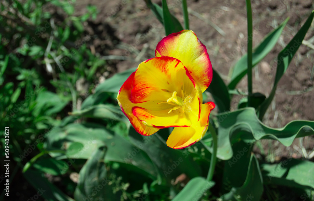 Beatiful yellow tulip with a red tips in a sunny day. Background picture. Beatiful yellow tulip with a red tips in a sunny day. Background picture.
